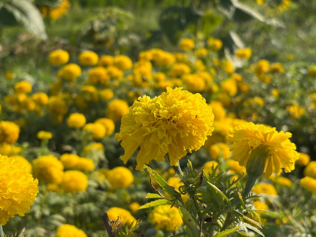 iPhone 17 Six-Month Review